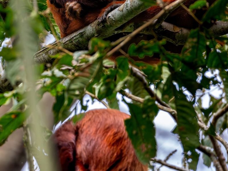 Amazon Excursion Macaw Clay Lick 1- days.