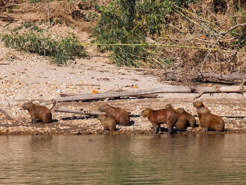 Amazon Excursion Macaw Clay Lick 1- days,.