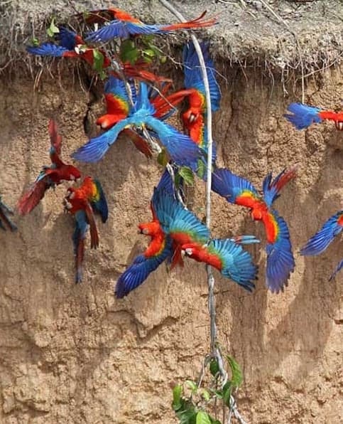 Amazon Excursion Macaw Clay Lick 1- days Amazon Excursion Macaw Clay Lick 1- days