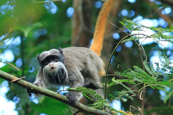 Amazon Wildlife -Sandoval Lake  2 Dias