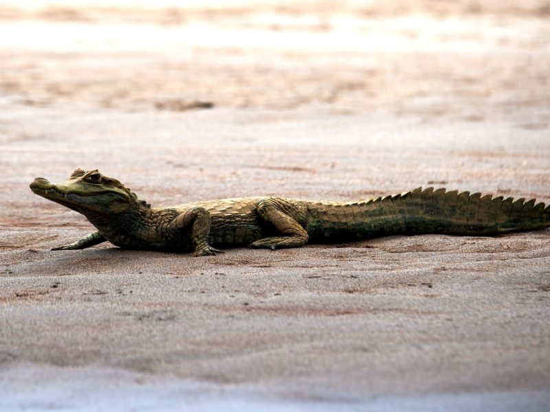 Manu Photography Tours Birding 20 days aamzon