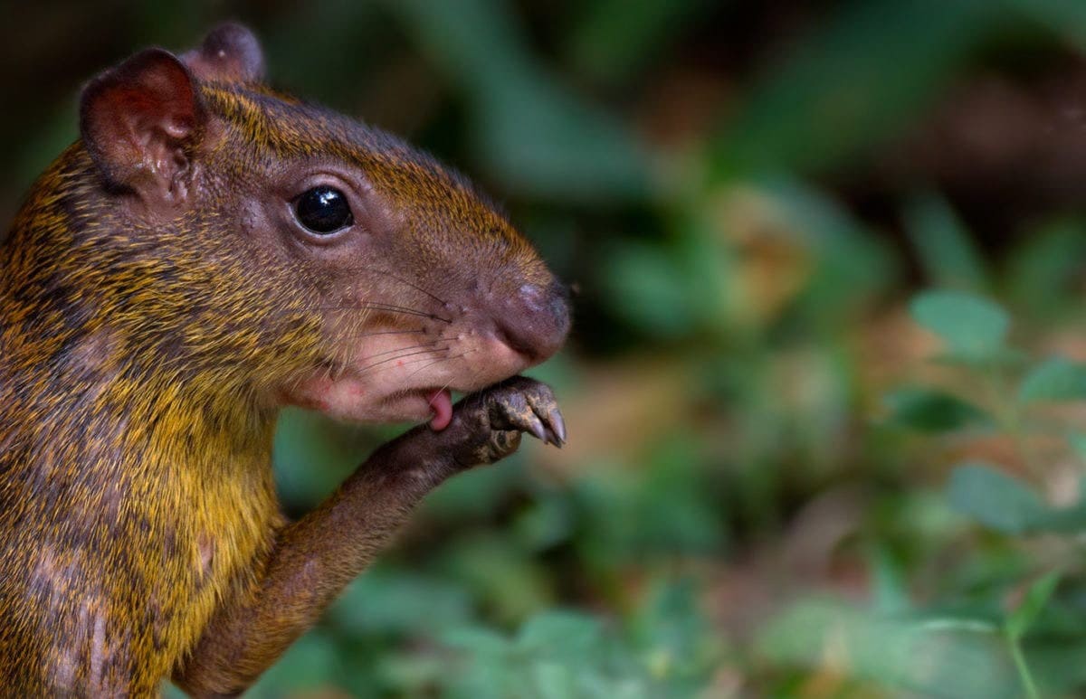 Natural Peruvian Rainforest Amazon 3 days