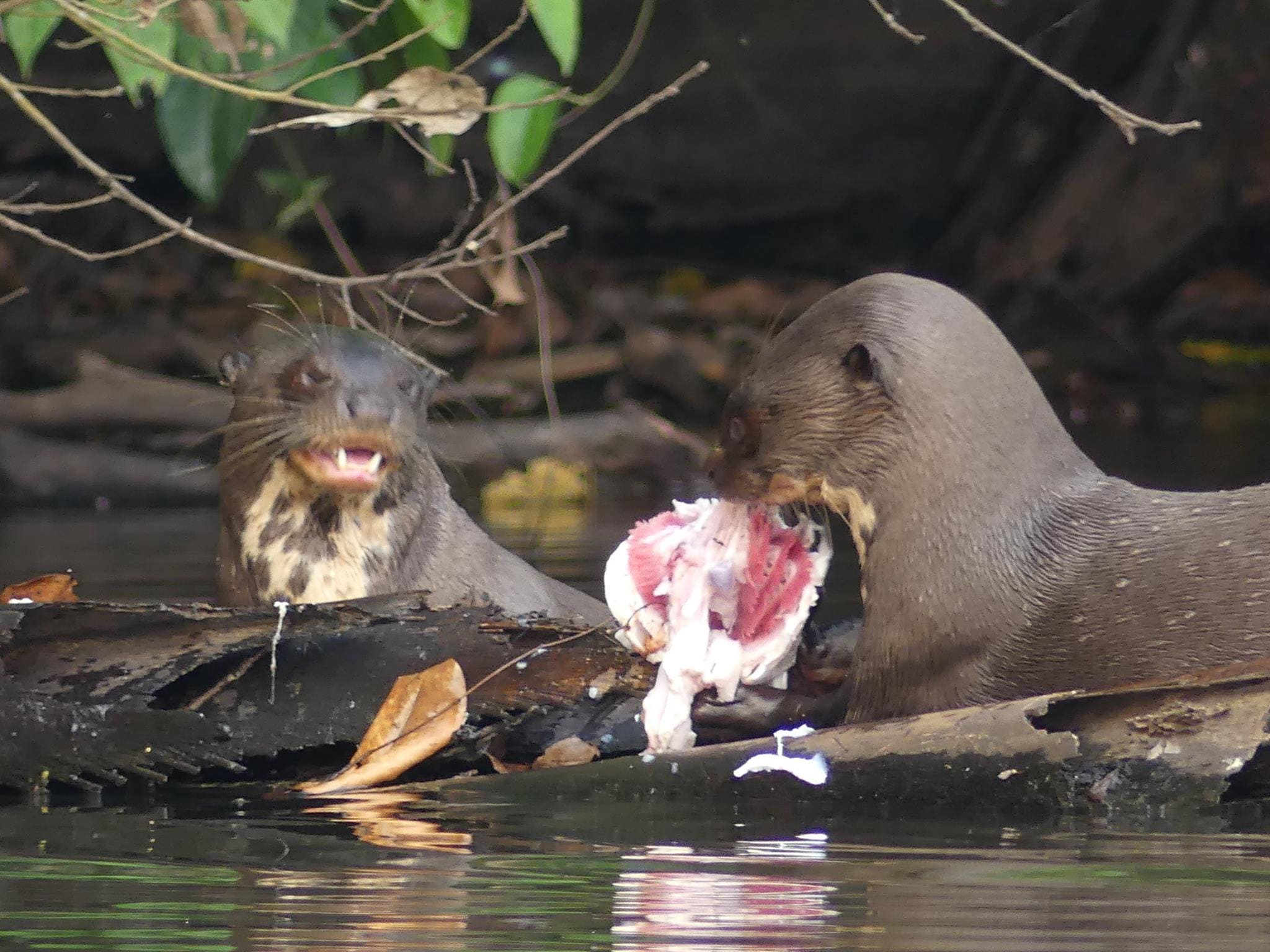 Rainforest Expeditions Sandoval Lake