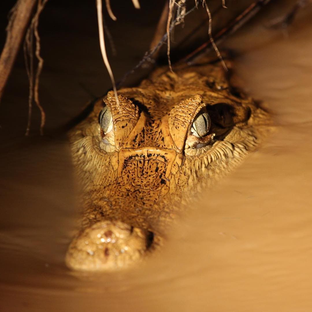 Serpientes Amazonia Peru Rainforest