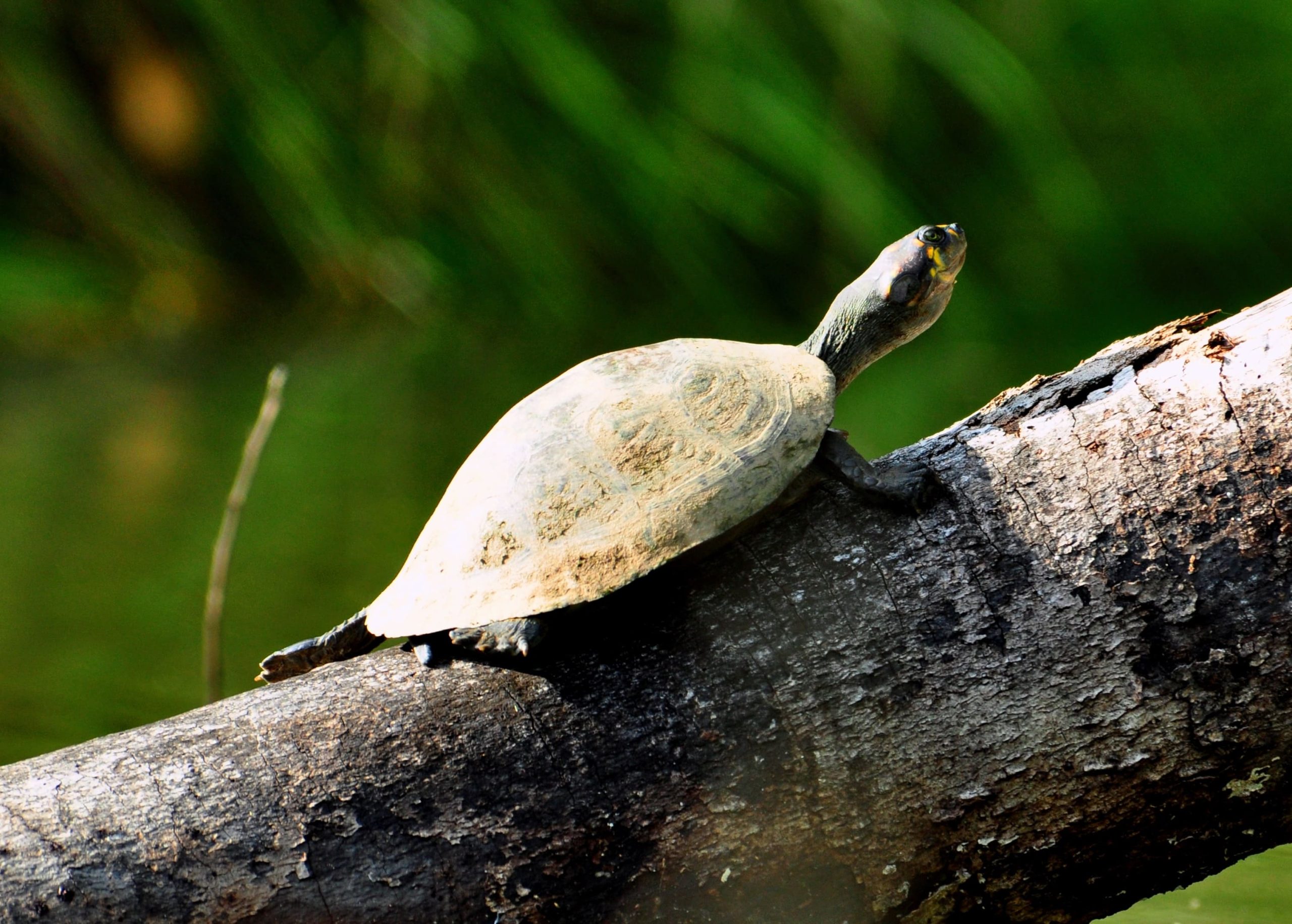 Short Travel Amazon Sandoval 2 days