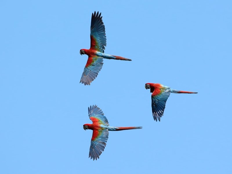 Tambopata Jungle Tour Macaw 3 days