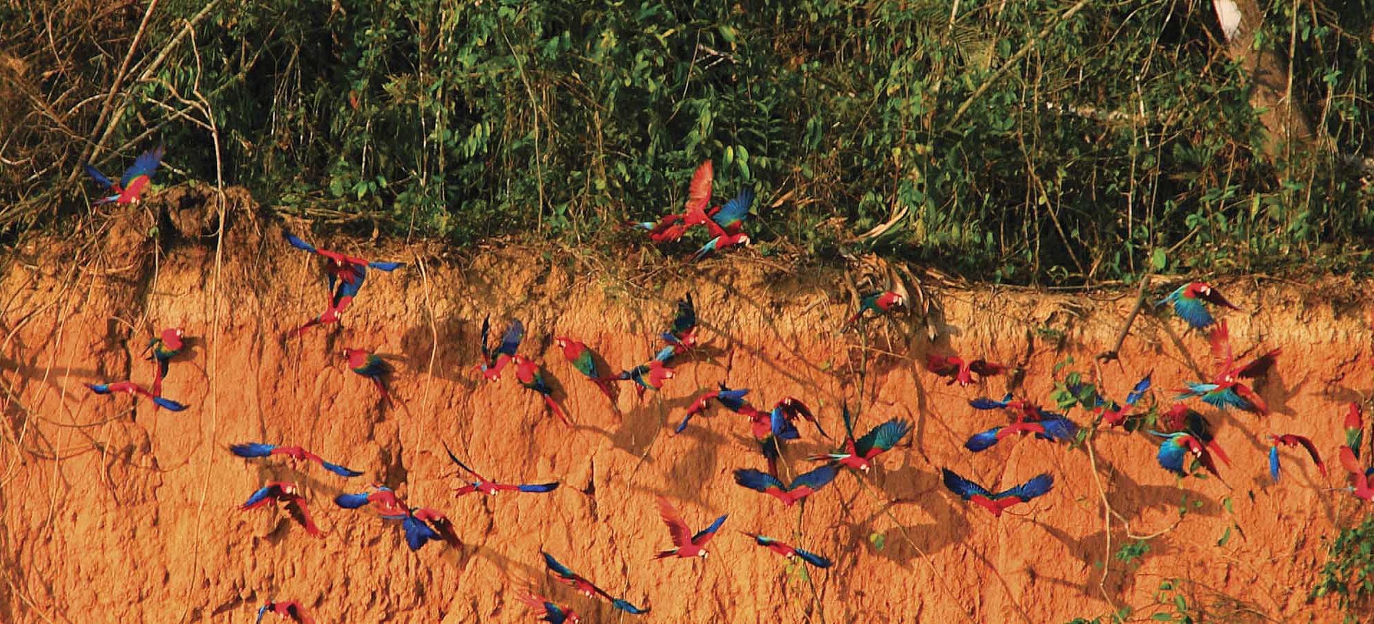 Tour Collpa Guacamayos  Tambopata 3 dias