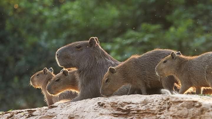 Tour al Manu Reservada  5 dias