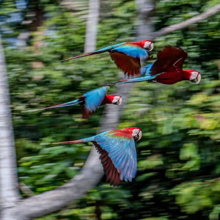 Tour en Amazonía Peru 4 dias