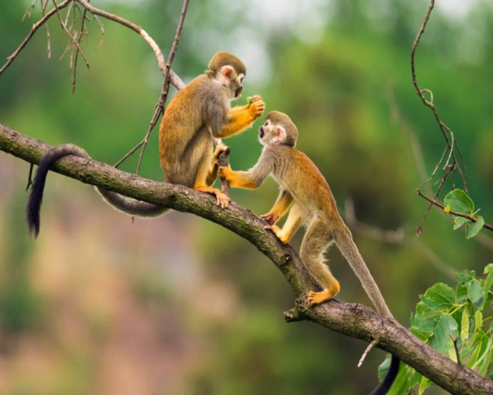 Amazon Trip -Lago Sandoval 2 dias