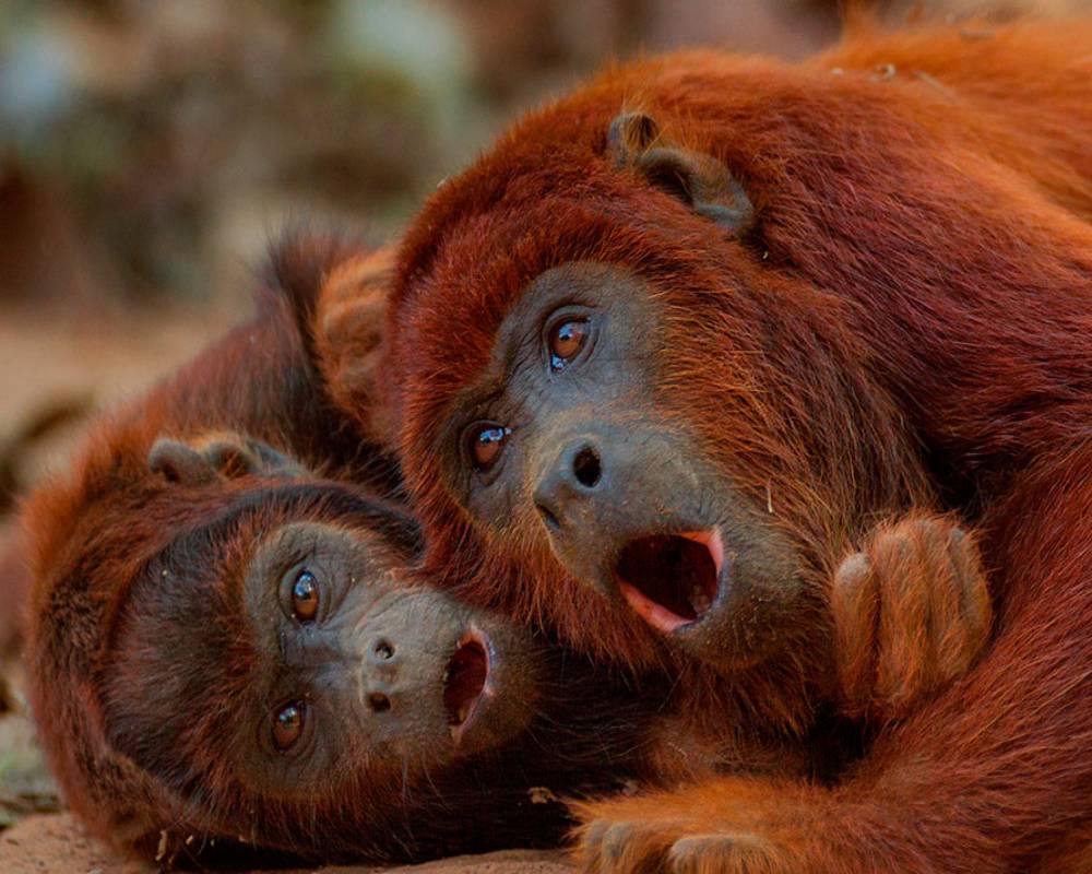 Tour Lago Sandoval  4 dias
