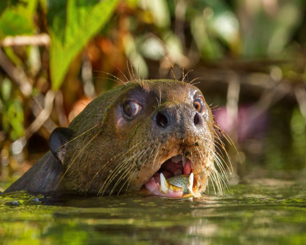 Tour Selva Amazonica Peru 3 dias