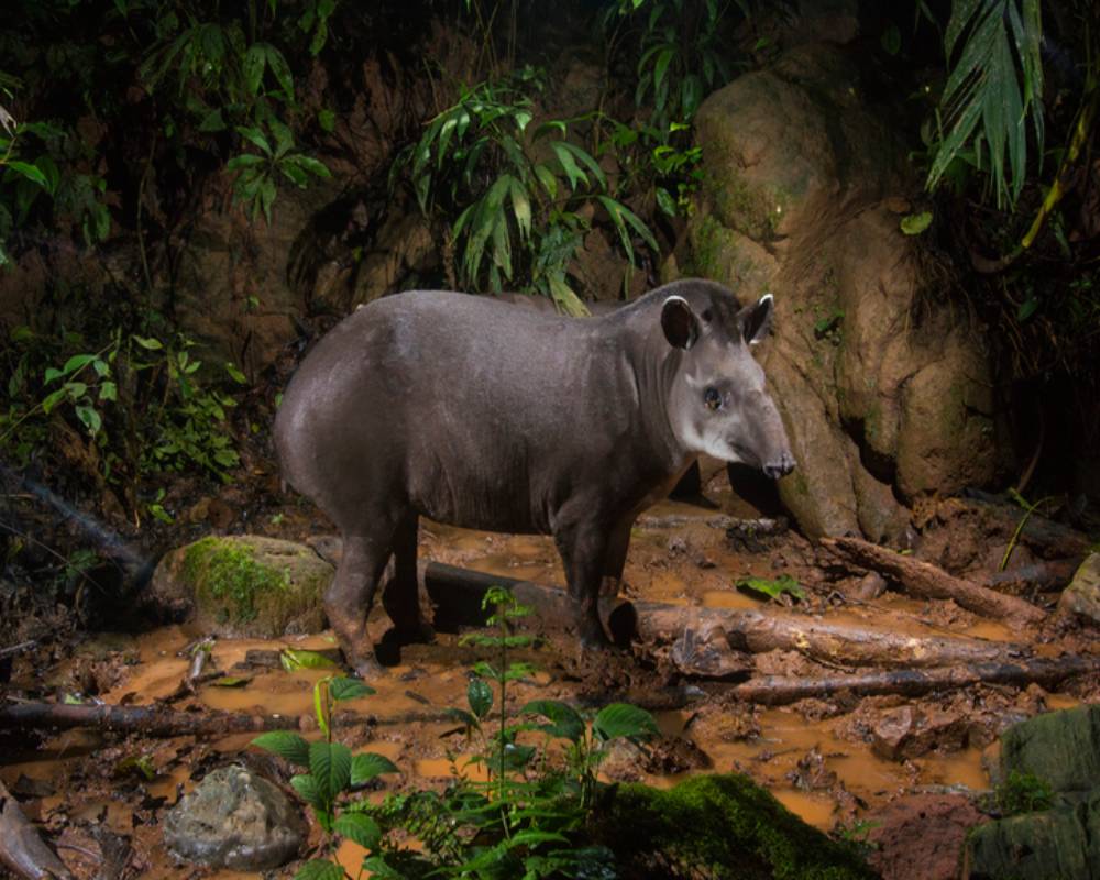 Amazon Wildlife -Sandoval Lake  2Dias