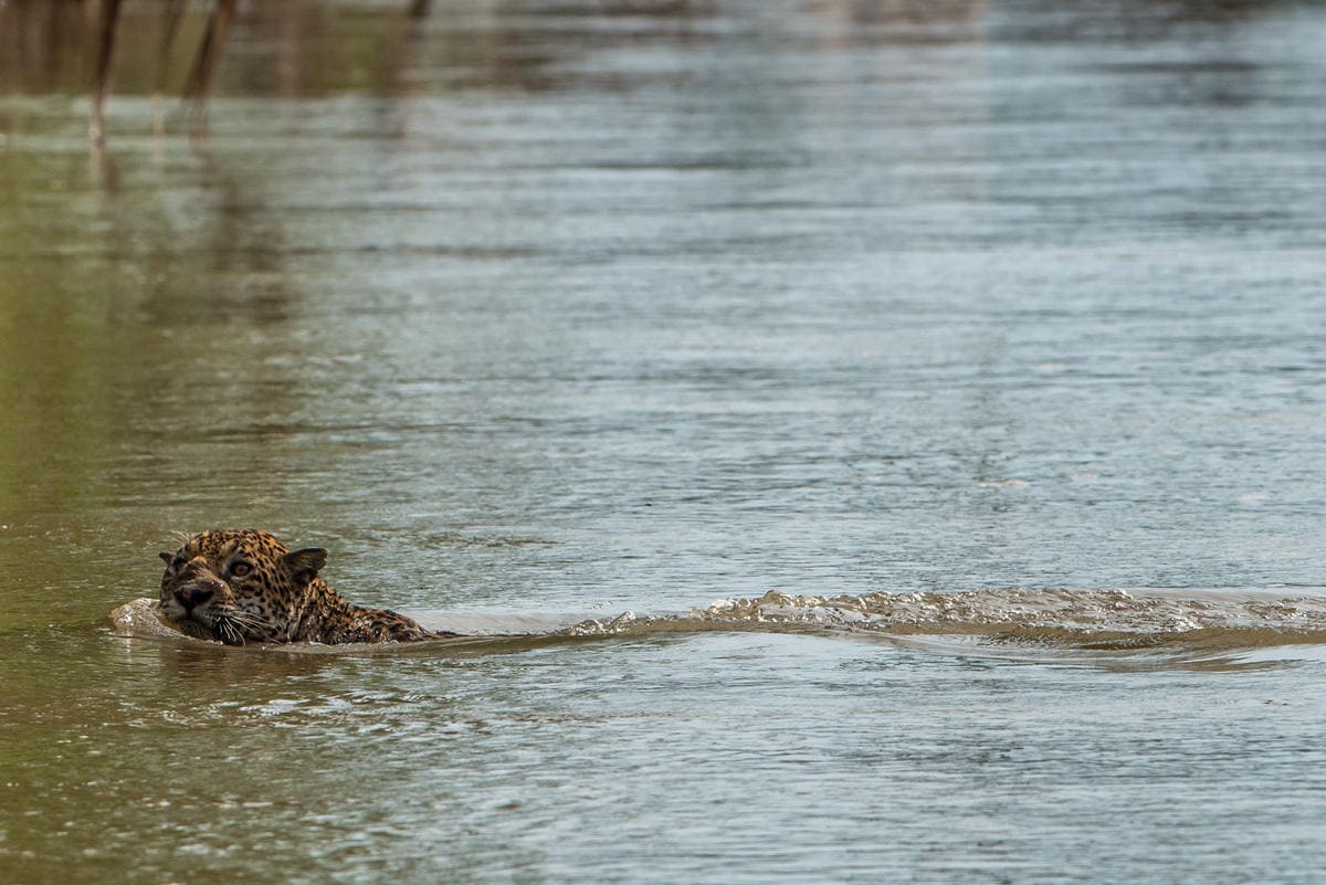 Amazon Peru Macaw Clay  2 days