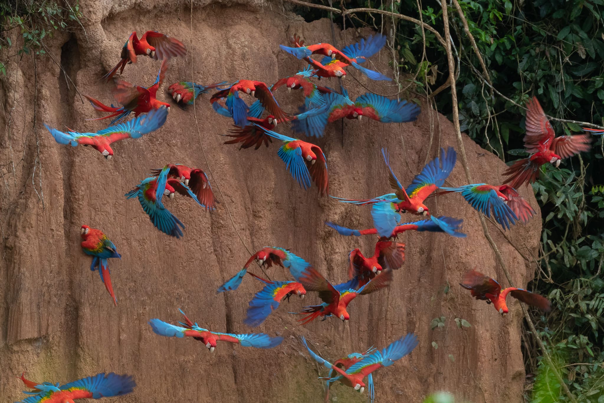 Amazon Peru Macaw Clay 2 days Amazon Peru Macaw Clay 2 days
