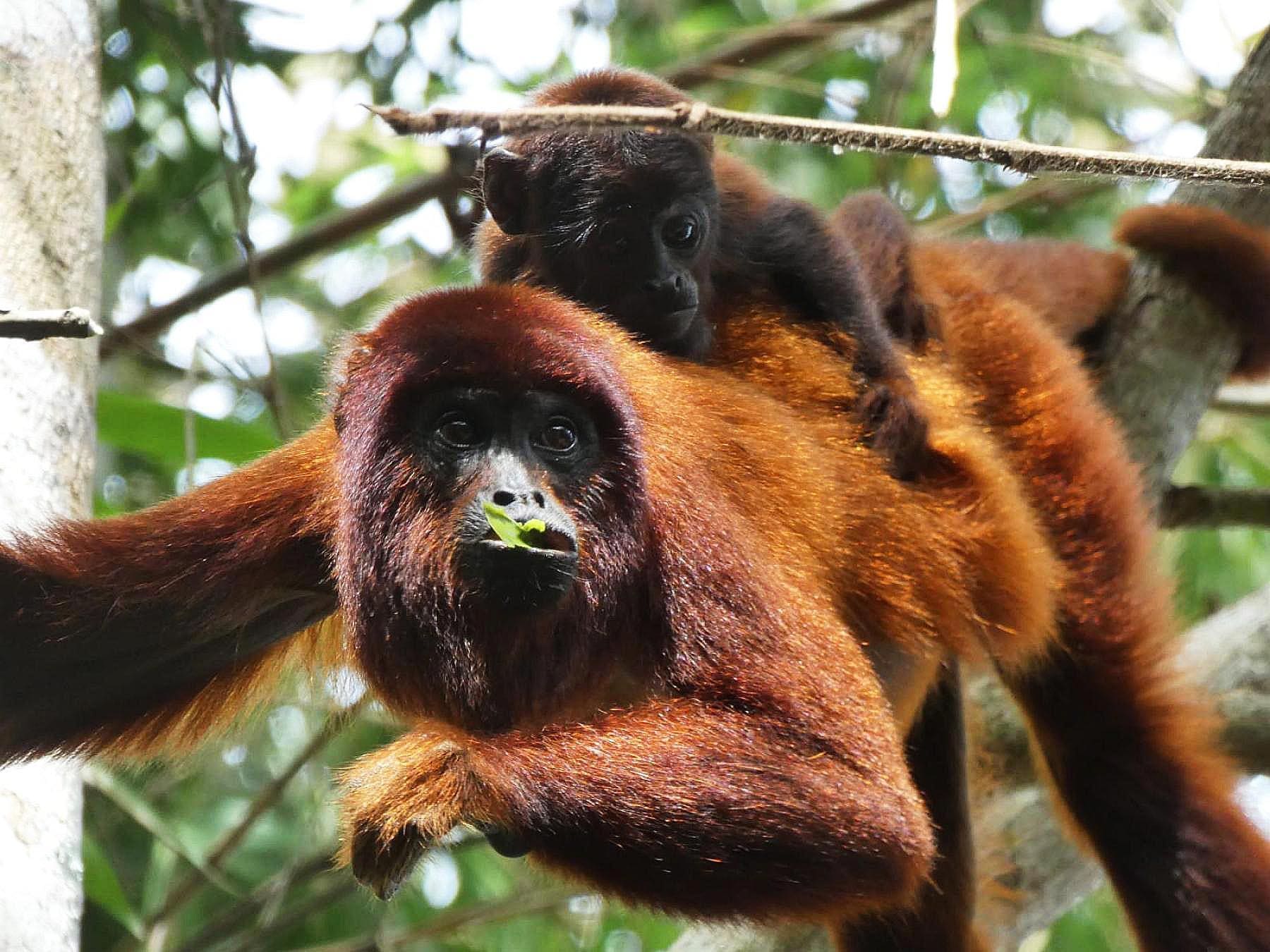 Spectacular Tour Amazon Peru 3 days Spectacular Tour Amazon Peru 3 days