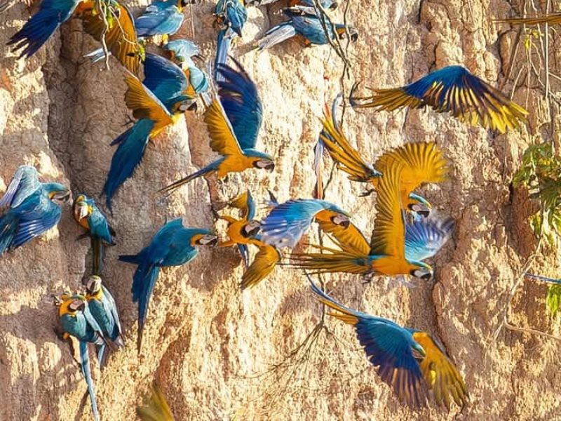 Day Tour Macaw Clay Lick .Chuncho