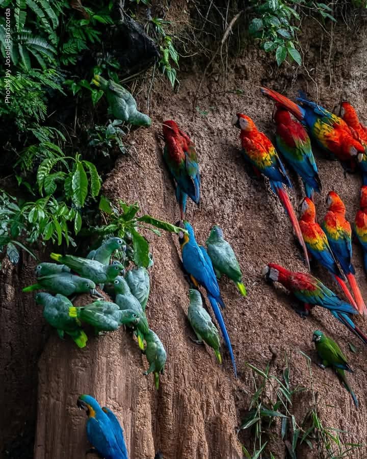Day Tour  Macaw Clay Lick Chuncho
