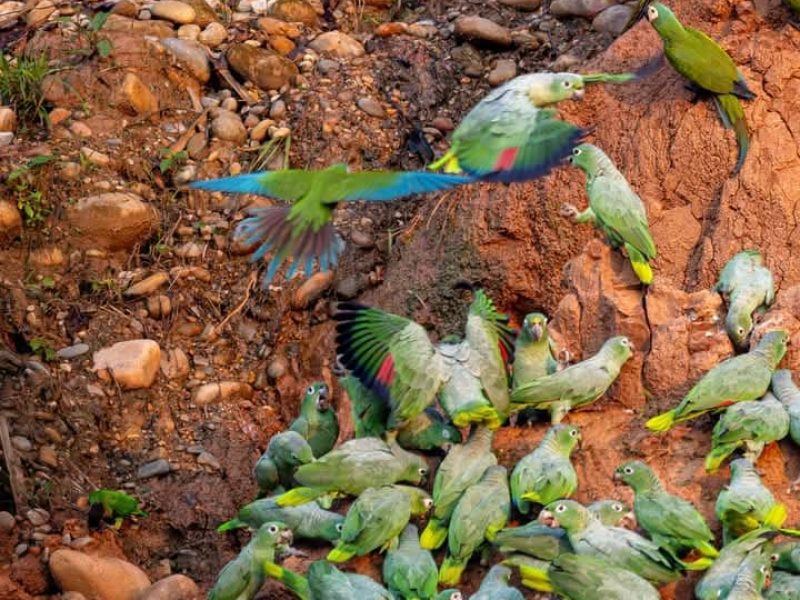 Day Tour Macaw Clay Lick Chuncho (2)