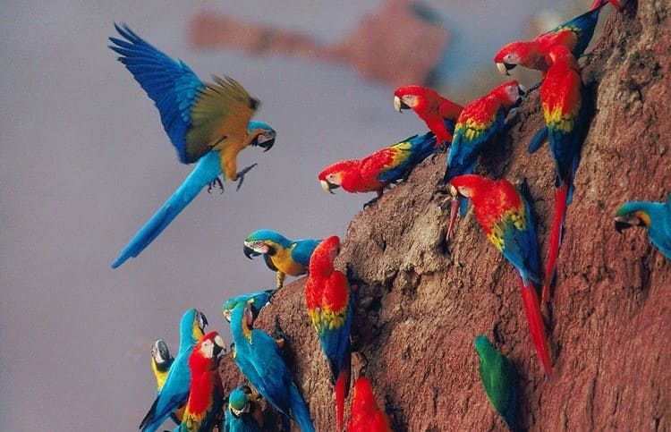 Day Tour Macaw Clay Lick Chuncho Day Tour Macaw Clay Lick Chuncho