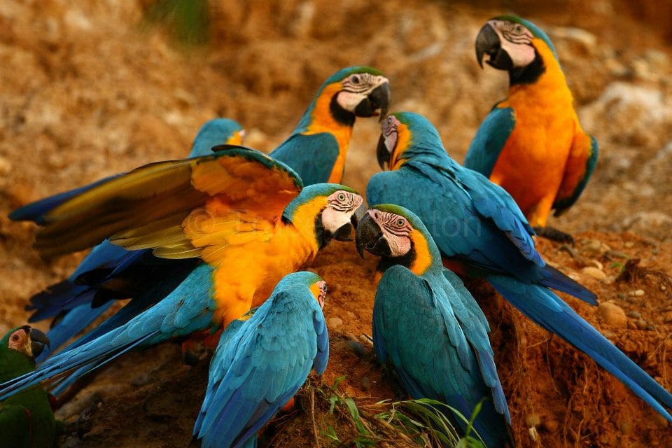 Peruvian Amazonia  Macaw Clay