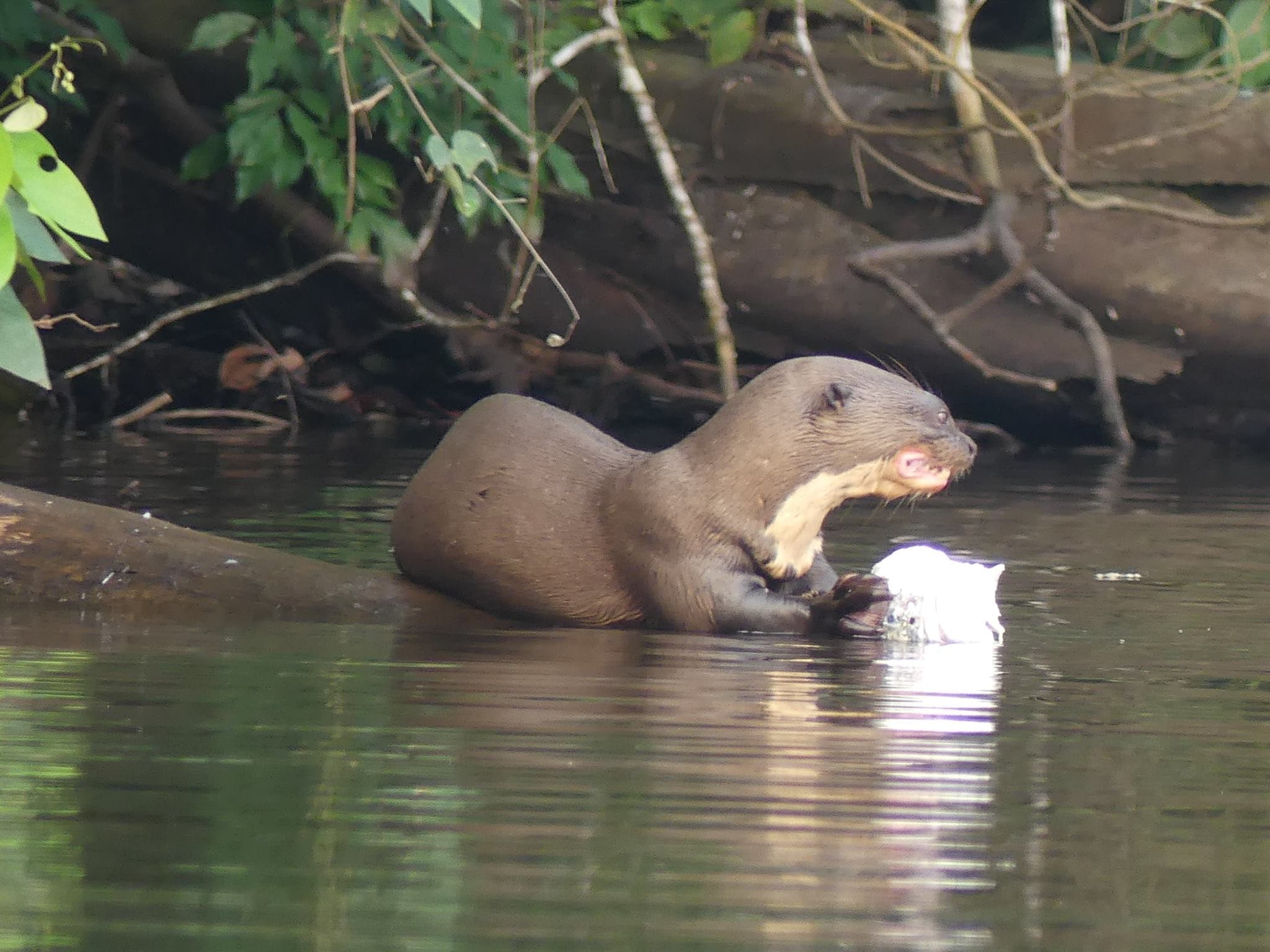 Rainforest Tour in Peru 3Dias
