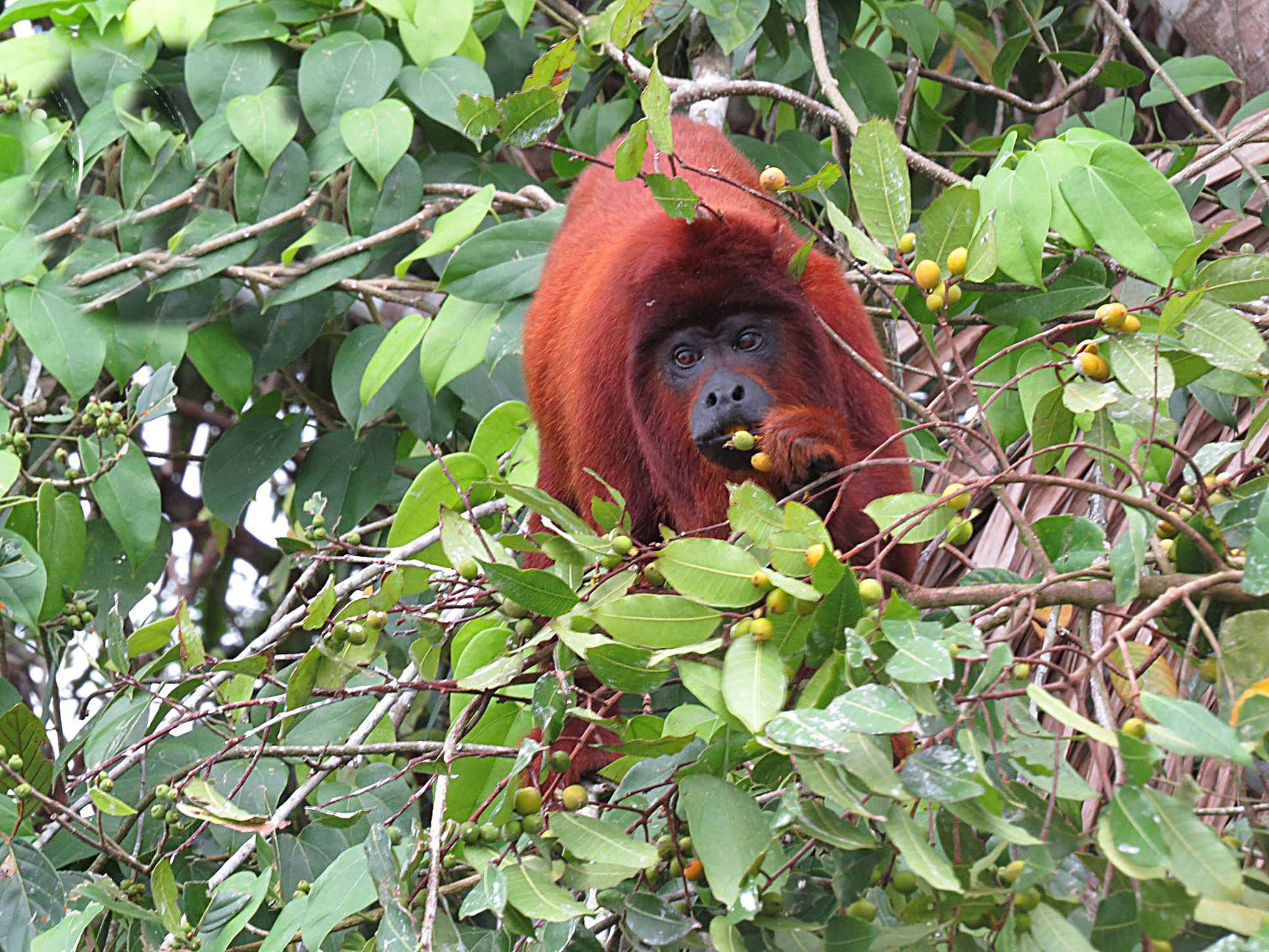 The Rainforest Monkeys Amazonia in Peru The Rainforest Monkeys Amazonia in Peru