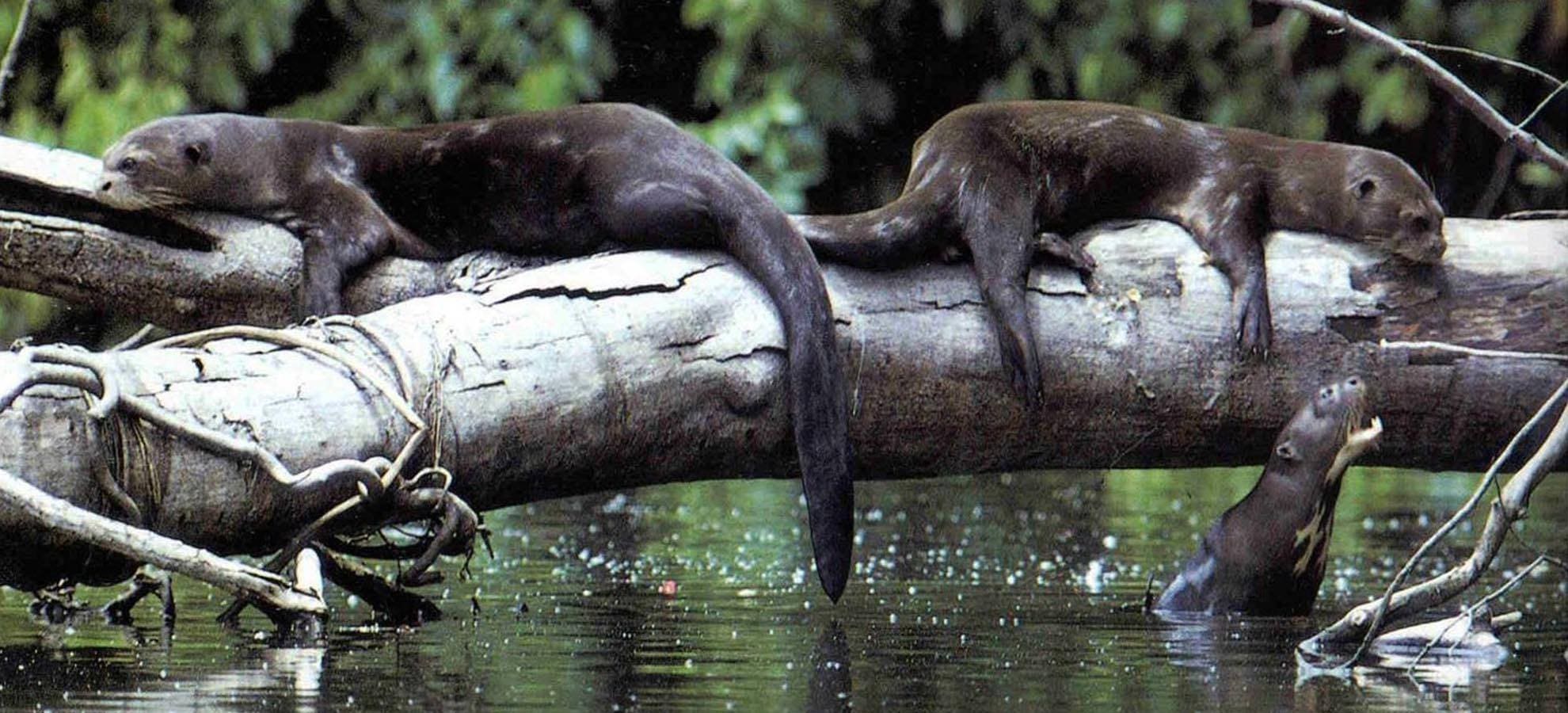 Explore la Amazonia Peru