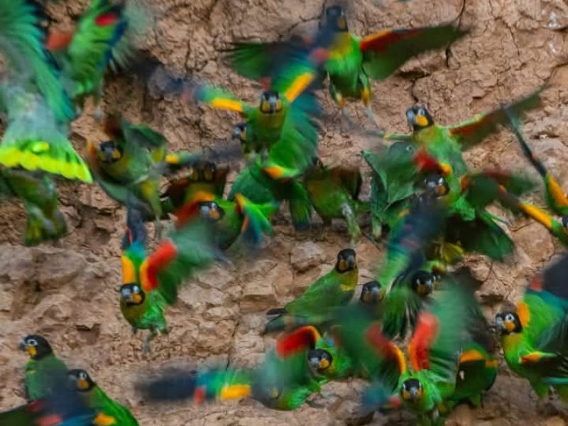 Un Viaje Amazonia Peru 1 dia-AmazoN Travel Collpa Guacamayos