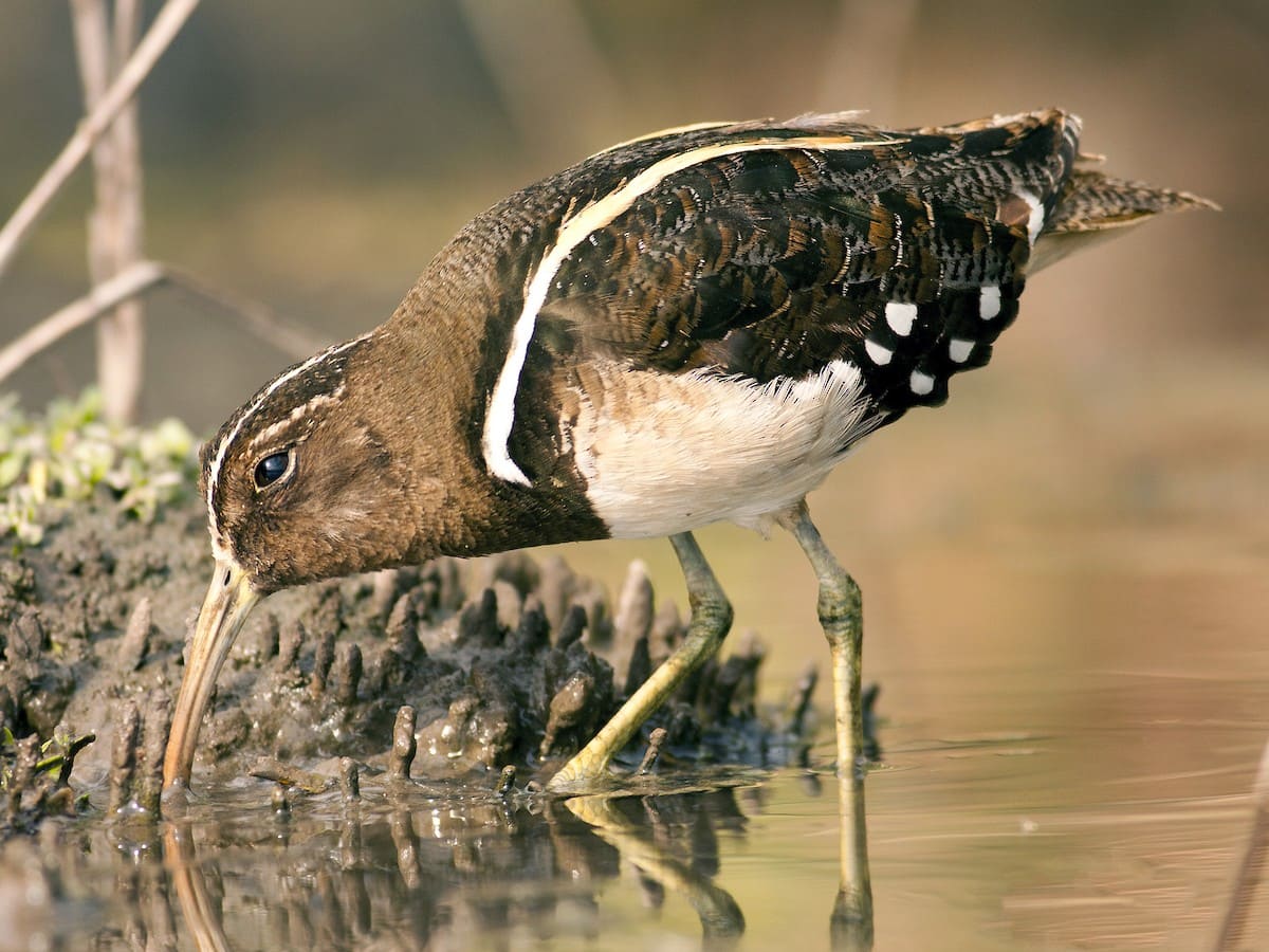 Amazon Rainforest Bird Photography 10 Days Amazon Rainforest Bird Photography 10 Days