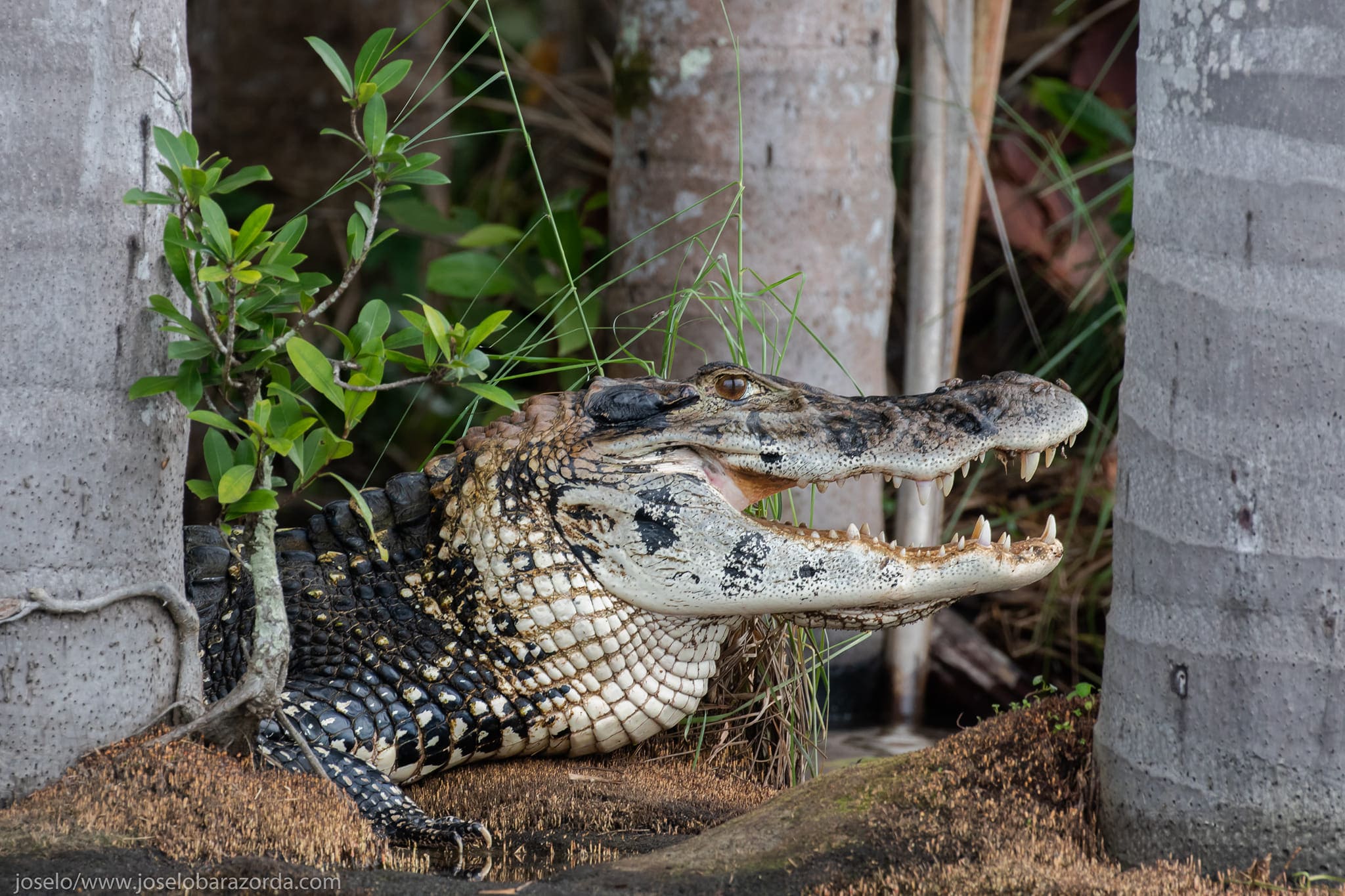 Amazon jungle alligators Amazon jungle alligators