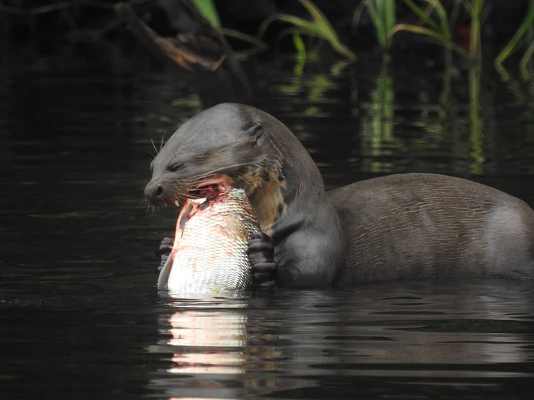 Giant  Otter Amazon Rainforest
