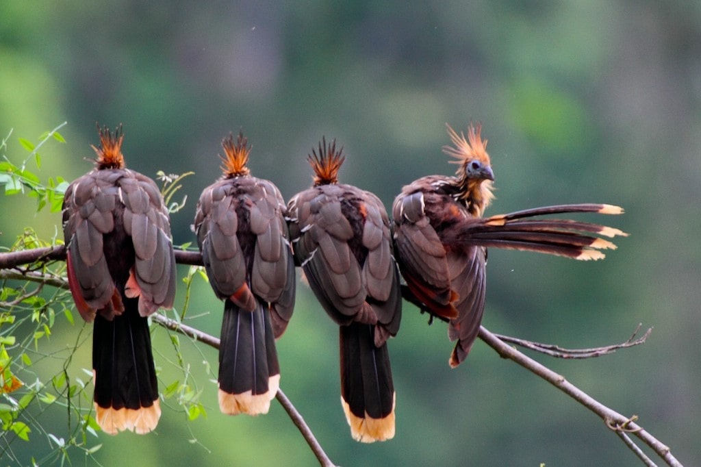 Go Peru Adventure Jungla Go Peru Adventure Jungla