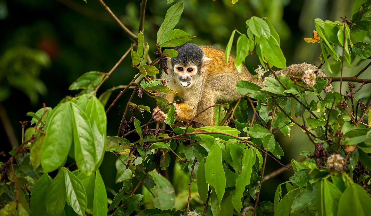 Monos Amazonia Peruana Monos Amazonia Peruana