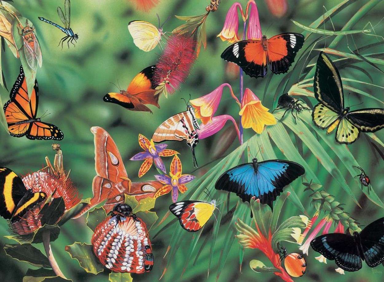 Observacion de Mariposas Amazonicas Observacion de Mariposas Amazonicas