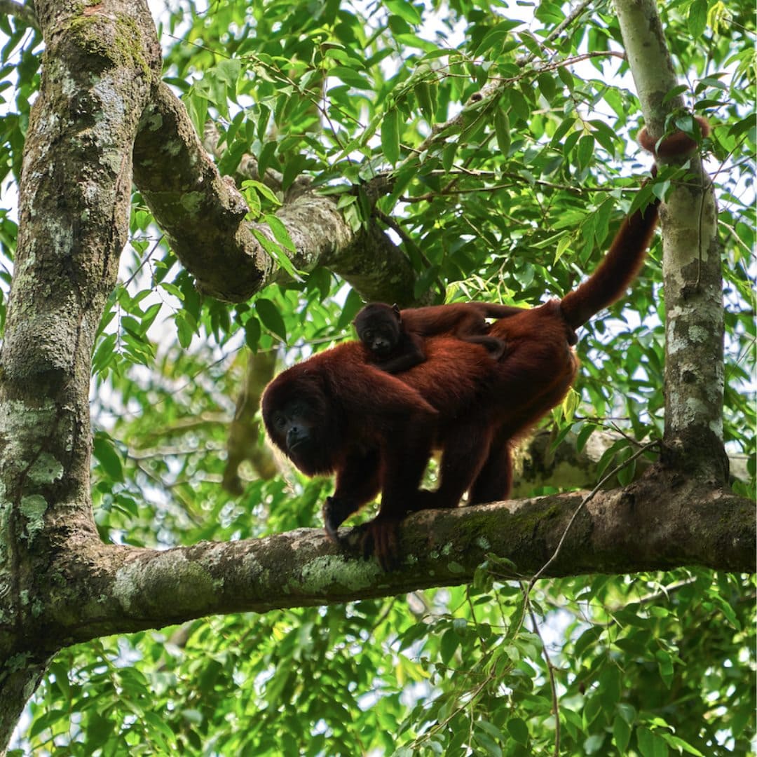 Peru Monkey Expedition