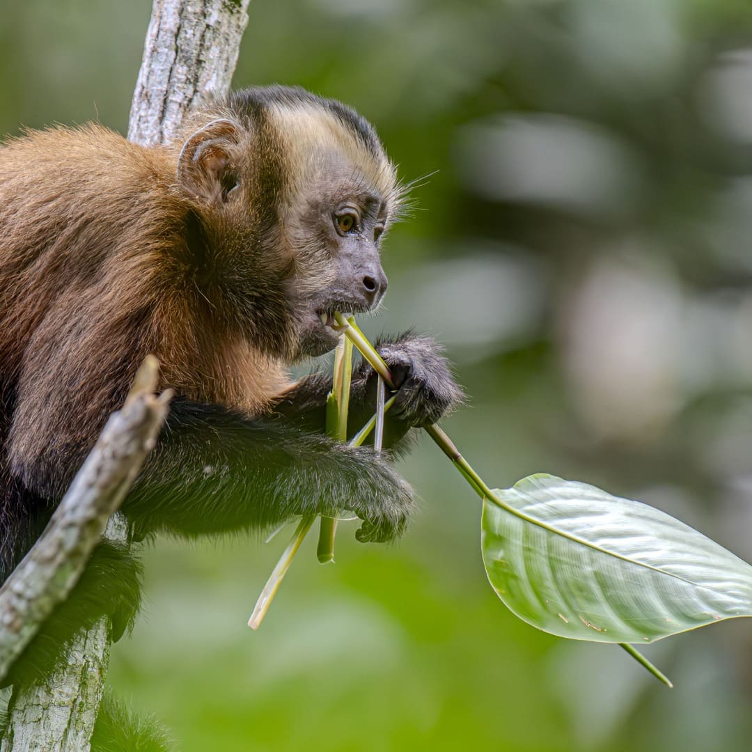 Primates Rainforest Peru