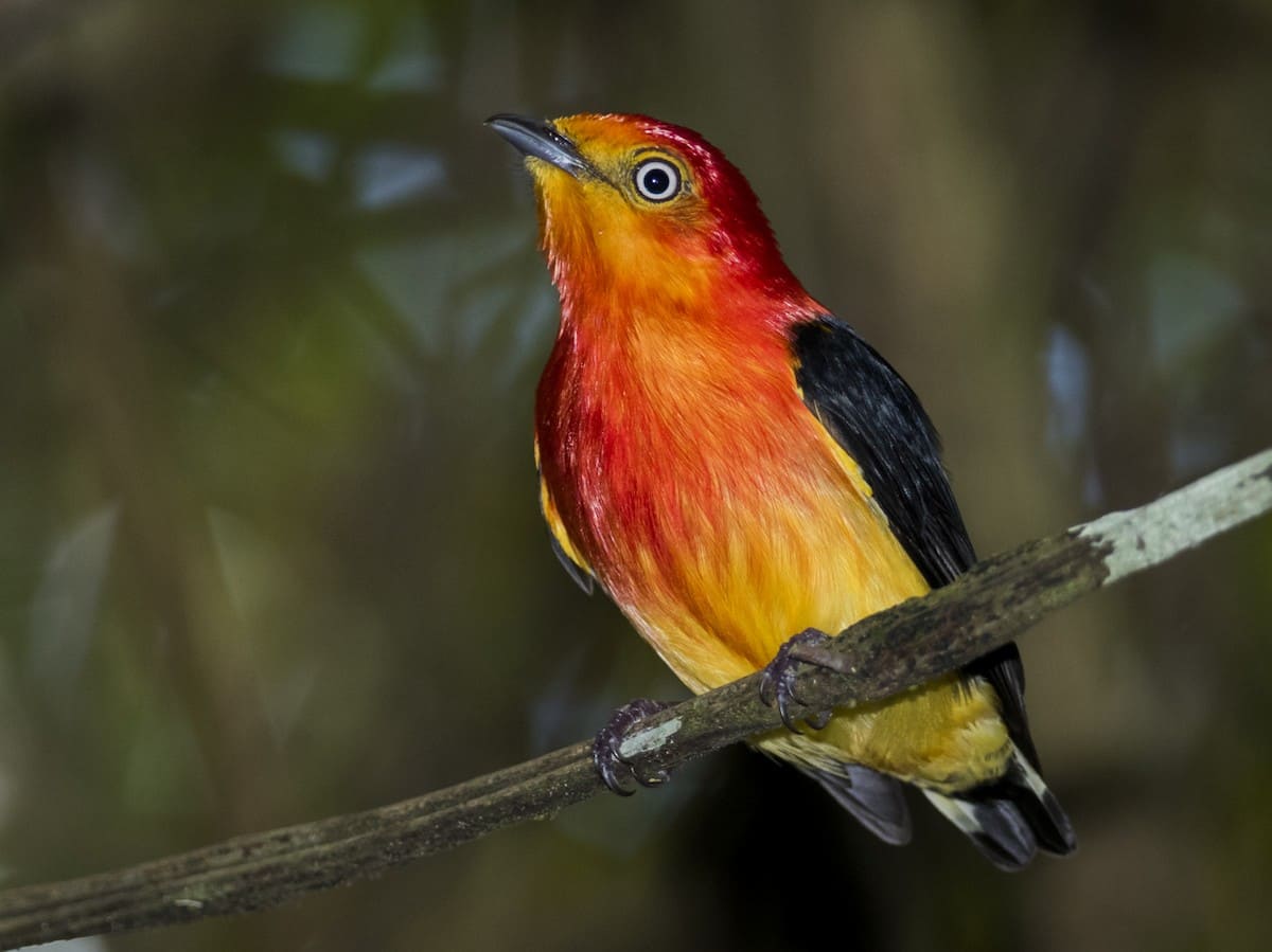 Tours de observación de aves en Perú Sandoval 3 días