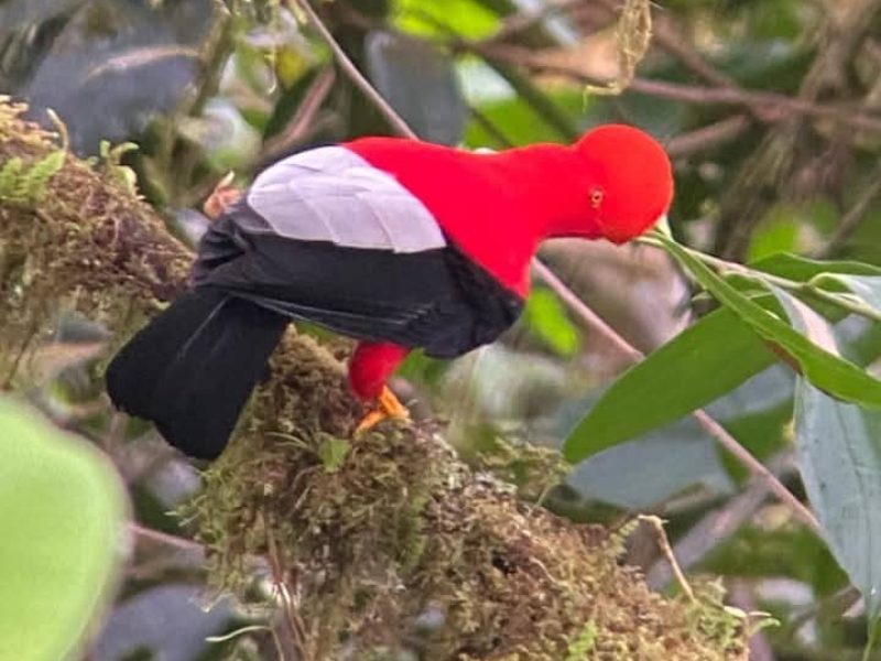 amazonia-peru-bird