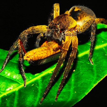 Aracnidos  Amazonia Peru