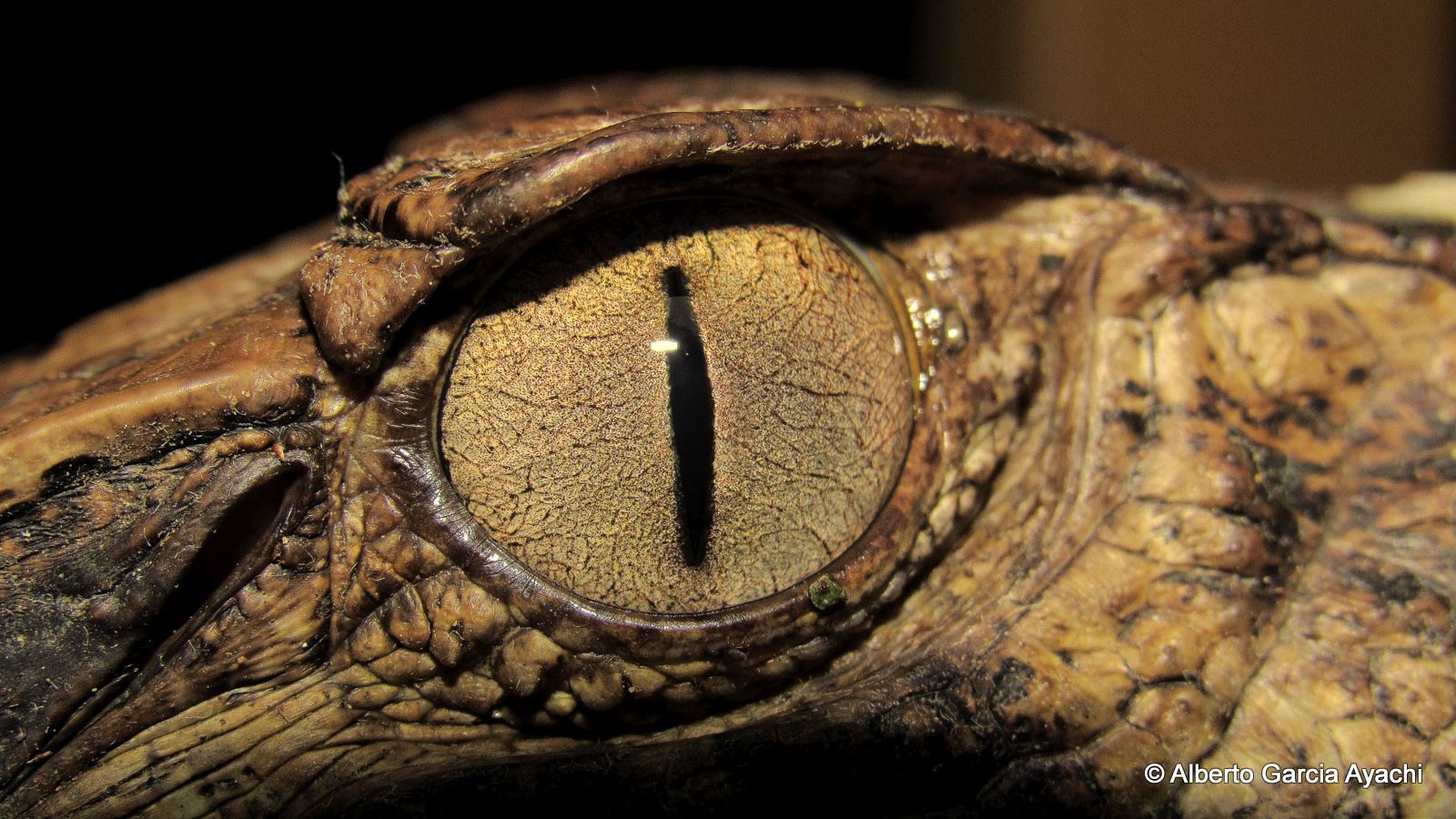 Best Amazon Tours in Peru 5 days