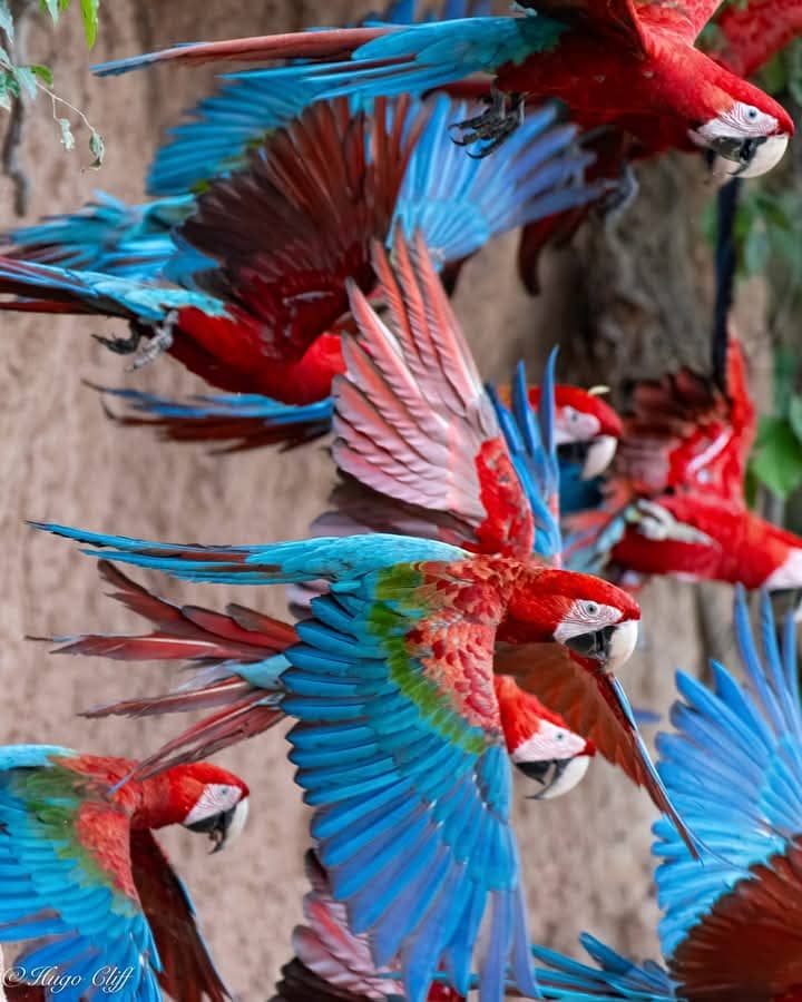 Macaw Rainforest Peru